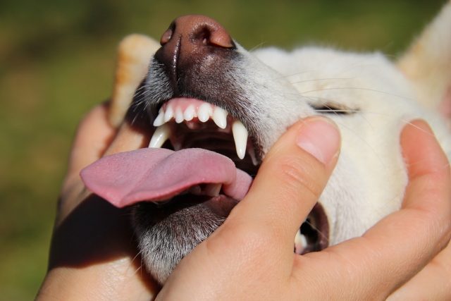dog-dental5